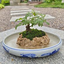 上水石天然原石吸水石槽盆景假山花盆造型植物
