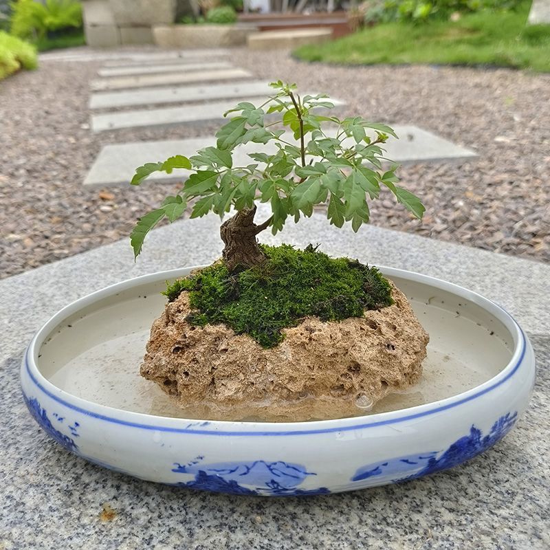 上水石天然原石吸水石槽盆景假山花盆造型植物