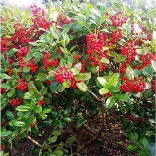 �o���۹Ǽ�������M�����\���ļ�����ͥԺ�e�������ͺ��G����ľ