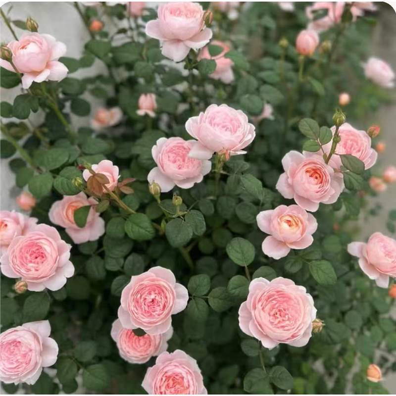 四季咲きのバラの花苗、特大の花つる苗、屋内外のバルコニー鉢植えバラ|undefined