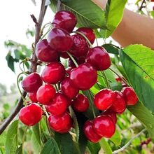 ܇��������Ҙ��m ͥԺ���Ա����Ϸ��Nֲ���Ҙ䮔��Y��������