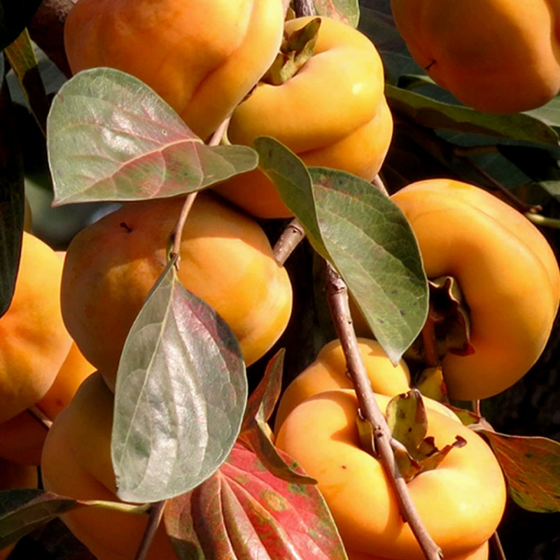 База фруктовых деревьев Оптовая прививка хурмы Измельчитель сладкой хурмы Рассада хурмы с отличным качеством и легким выживанием