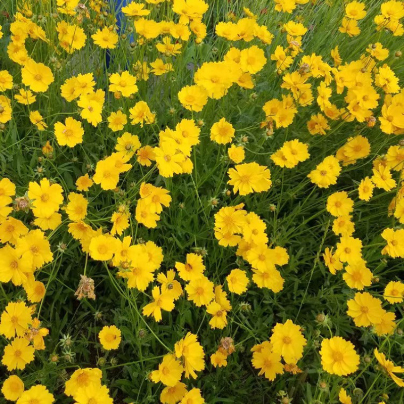 Semillas de flores, semillas de flores.