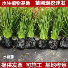 ʯ����ˮ����ˮ��ֲ���ӝ��^�V���B�~���������쾰ͦ��ˮ��ꎺ�