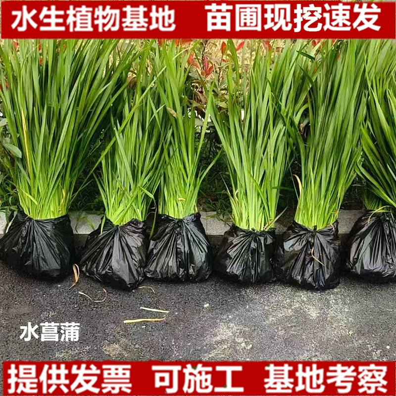 Каменный аир водяной аир гидропонное растение болотное фильтрация трав и рыбоводство