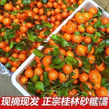 �Fժ�V��ɰ�������rˮ��Ƥ����֭���ӳ���ɳ�ǽ�