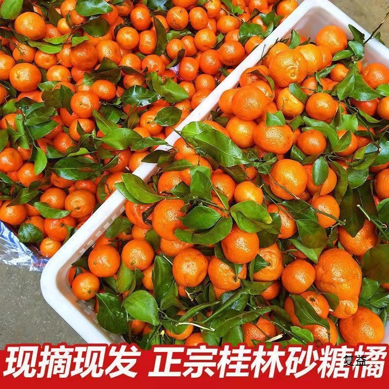 Freshly picked Guangxi sugar oranges fresh fruit thin skin juicy oranges super sweet mandarin oranges