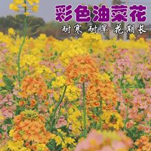 ߲ɫͲ˻NļNͥԺͺ^p̨׷N߮aͲZ