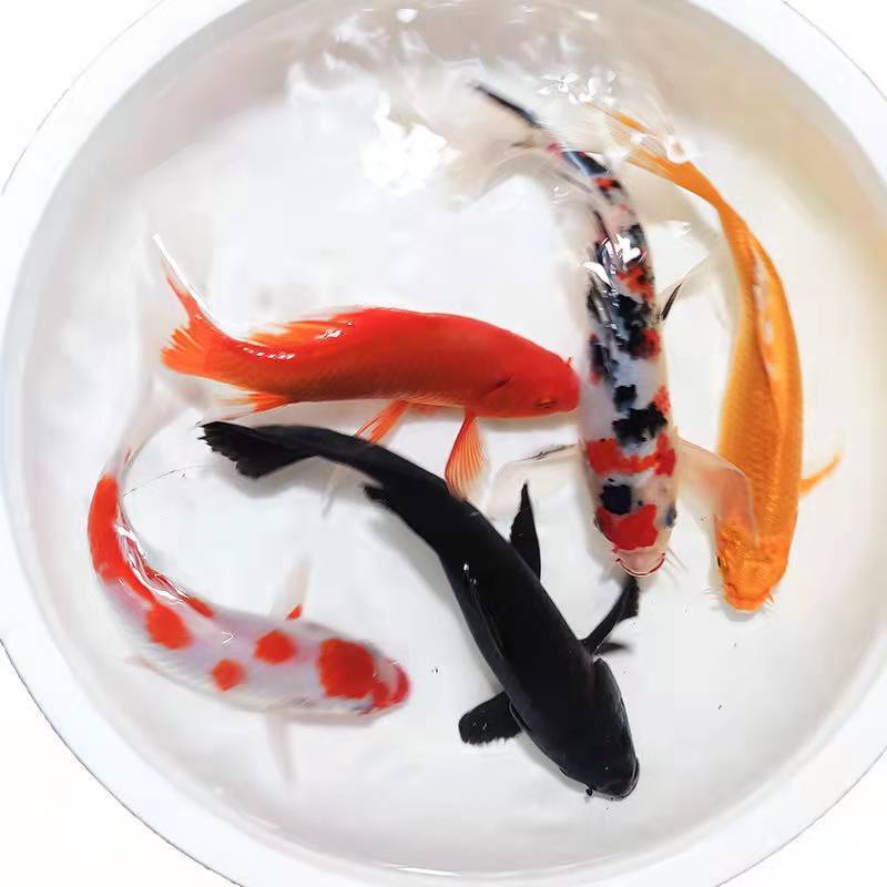 大鱼苗活鱼小型活鱼批发冷水观赏鱼风水耐锦鲤鱼好养金鱼招财鱼