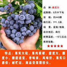 �{ݮ����玧���{ݮ�������ϱ����Nֲ�����ش��̨�������ͺ�