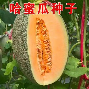 ������ܹϷN�������ϹϷN�����ļ����������Ϸ��߲�ˮ���N����