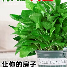�G�}�����҃�ֲ����B�͏d�Gֲ�k���ҾG�j��ˮ�����՚⎧���Ժßo