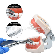牙科不锈钢手用儿童拔牙钳牙乳牙钳通用型防滑手柄儿童微创拔牙钳