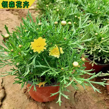 春菊 春菊品牌 图片 价格 春菊批发 阿里巴巴 春菊 春菊品牌 图片 价格 春菊批发 阿里巴巴