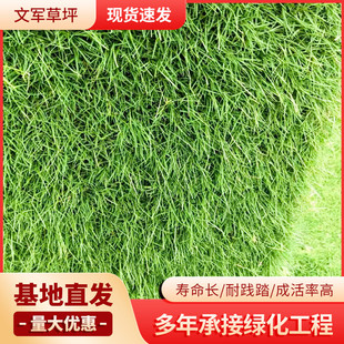 Bermuda Turf Dwarf Bermuda Lawn Is Suitable for a Wide Range of Units, Community Parks, Green Belts, Real Lawns