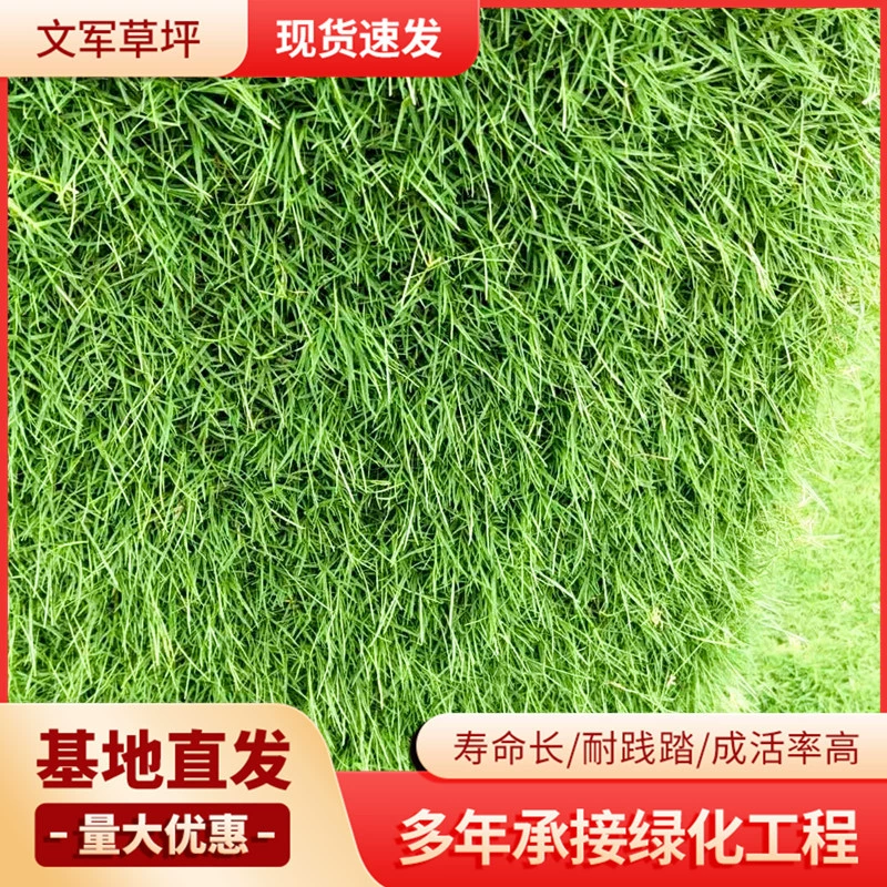 Бермудские острова Turf Карликовый газон с почвой Real Turf Roll Unit Общественный парк Озеленение Детская площадка Окружающая дорога