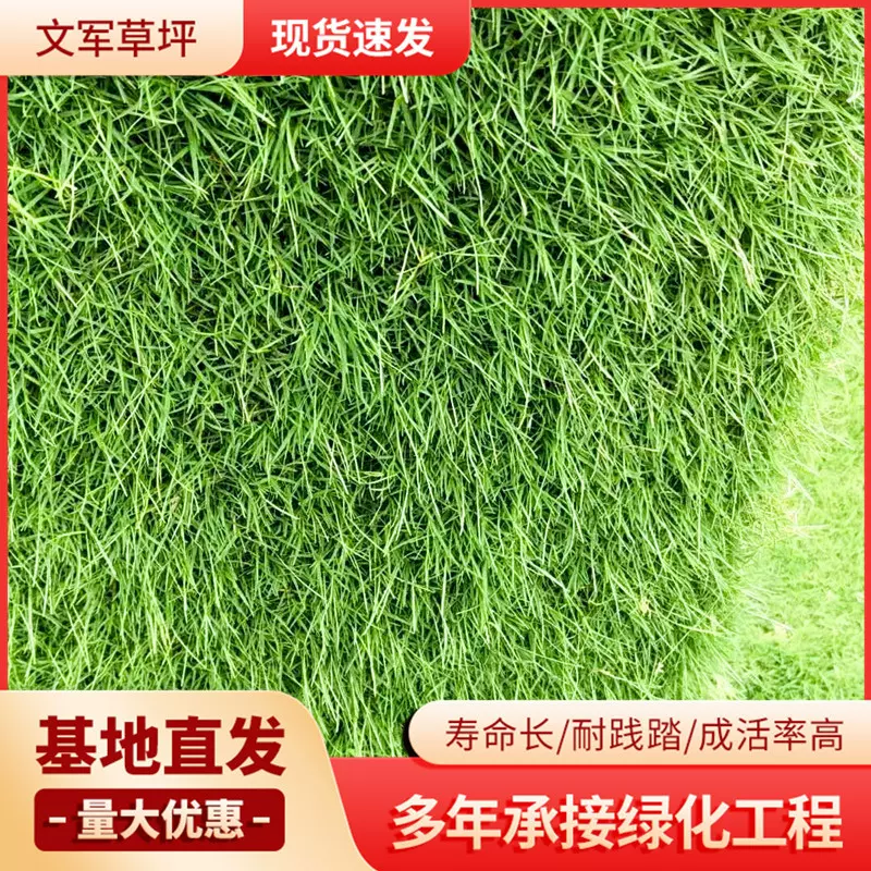 百慕大草皮矮生百慕大草坪适用广泛单位小区公园绿化带土真草坪