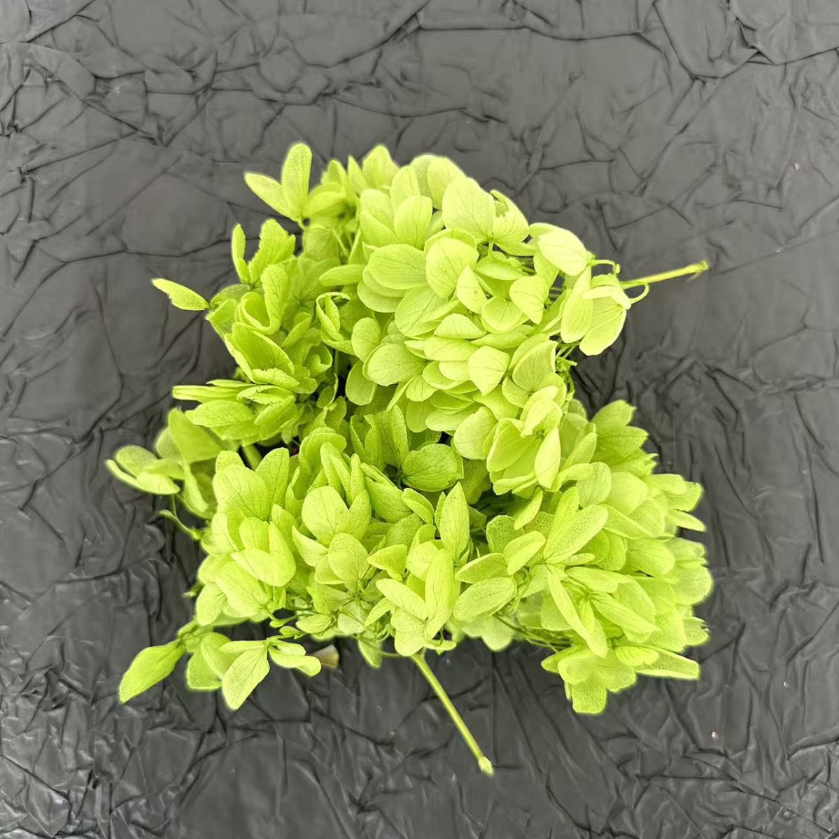 Bois d'hortensia vert / 5G en boîte