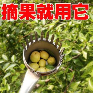 Tools for Picking Jujube, Mountain Jujube, Blueberry, Tomato, and Goji Berries; Stainless Steel Picker