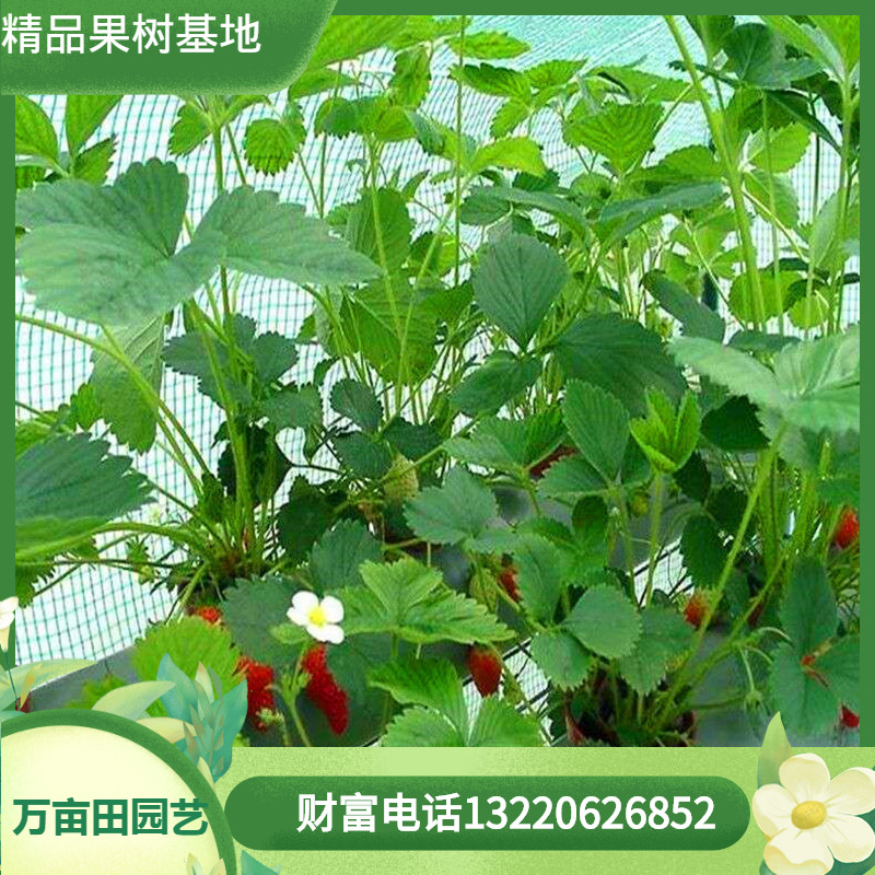 wholesale Four seasons Strawberry Roots Strawberry cream Year results Complete specifications Large favorably