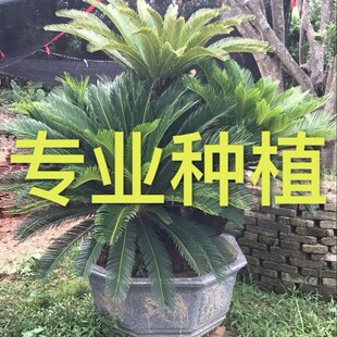 �������^�F��ԭ���Ϙ�����M�ڷ����� ˽��ͥԺ�����K�F��ֲ��