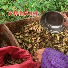 2024菱角新鲜潮州自家种植大青菱角老嫩混发菱角现摘水果生果