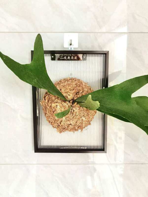 Antler Fern Planting Cover, Antler Fern Hanging Board, Aluminum Alloy Frame, Striped Acrylic Planting Board