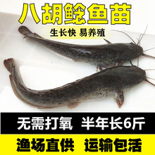 八胡子埃及塘鲺鲶鱼苗活体淡水鱼苗本地附近养不死革胡子鲶鱼热水