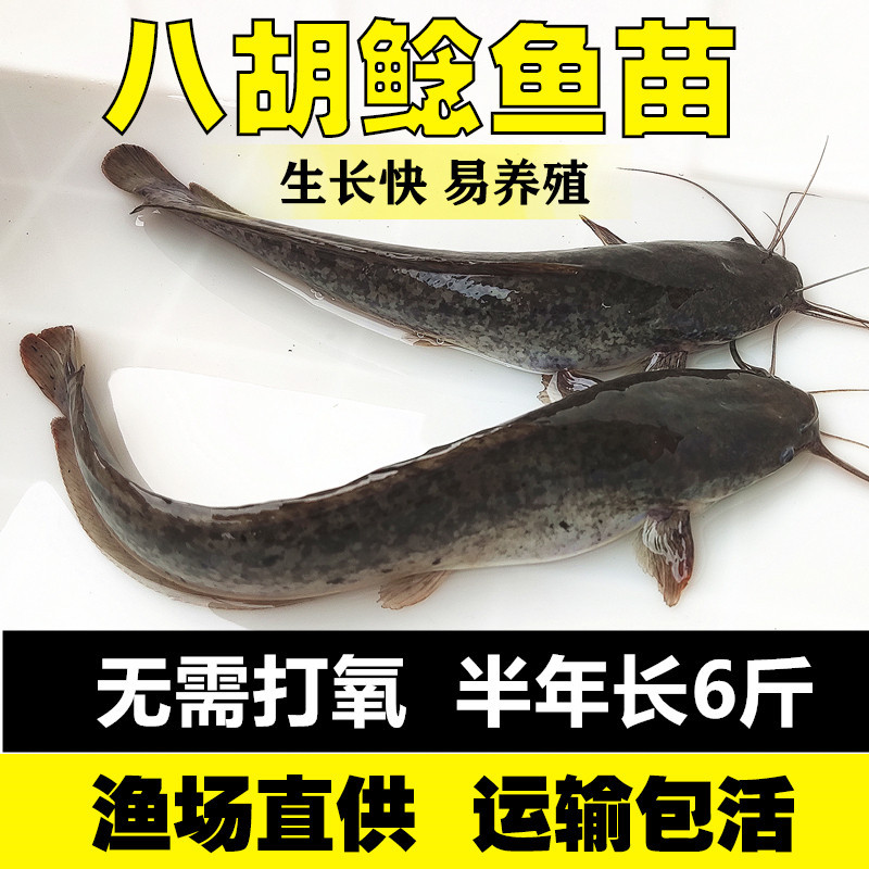 八胡子埃及塘鲺鲶鱼苗活体淡水鱼苗本地附近养不死革胡子鲶鱼热水
