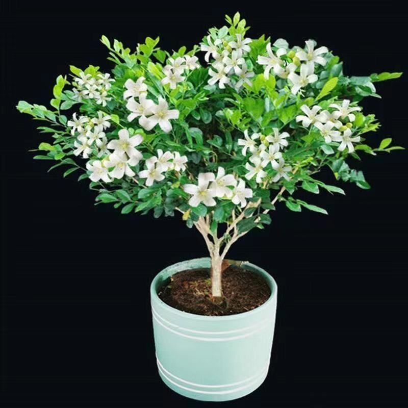 정통 Jiulixiang - 뿌리, 흙, 잎과 함께 배송됨