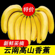 香蕉云南特产新鲜水果应季批发价大果高山成熟薄皮一件代发跨境