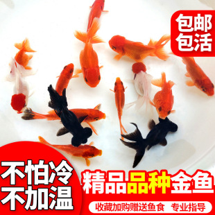 ���~�^�p�~���~���B�ͻ�С���~�m�۵�β�Q피t���{�\���t���~��