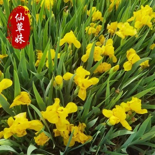 Iris Seedlings Siberian Iris German Yellow Flower Iris Evergreen Iris Base Supply Various Irises