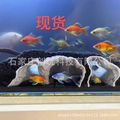 亚马逊Printed Natural Tunnel Pleco Cave3D 打印天然隧道异型洞