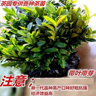 ���ڲ��~�����������G�����F�^������ײ����ë����������