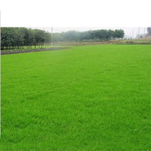 剪股颖草籽矮生耐践踏四季青草坪种子庭院别墅高尔夫球场绿化专用