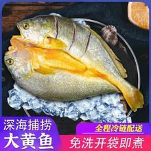 温州特产海岸浦醇香黄鱼鲞新鲜东海生鲜大黄鱼免洗即烹脱脂黄花鱼