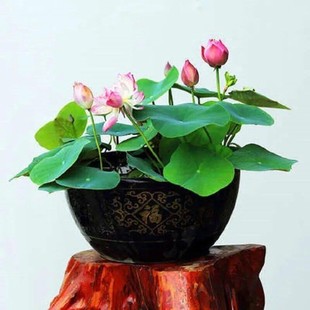 lotus seed sowing in four seasons open hydroponic plant lotus seed potted green plant flower seed