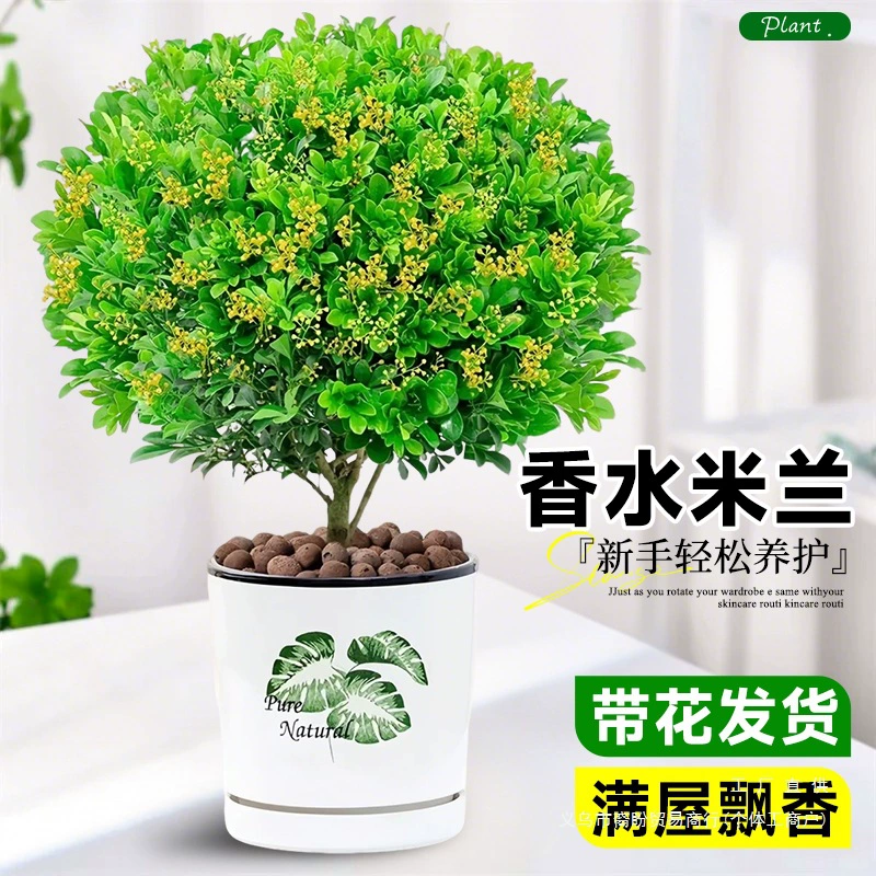 Парфюм Милан в горшке с жасмином, средство от комаров в помещении, зеленое растение, сильный аромат, цветущие саженцы в любое время года, гостиная, балкон, легко выращивать цветы