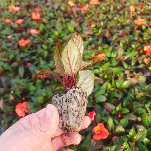 African Impatiens Flower All Year Round Flowering Park Flower Sea Gardening Impatiens Green Plant Flower Bed Grass Flower Potted Impatiens