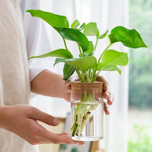 High Borosilicate Glass Transparent Multi-Specification Hydroponic Bottle Vase High-Value Simple Household Cork Green Radish Landscape Bottle