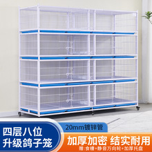 鸽子笼公棚鸽舍观察笼繁殖笼防黄鼠狼加密鸽笼鸽舍隔离笼加密鸽笼