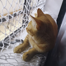 防猫网尼龙网防坠网宠物防逃网网子绳网阳台防护网封窗隔离安