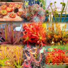 é���΢���^�쾰���B�����־Gֲ���Բ�ω��ʳ�xֲ��ʳ�˻���ò�