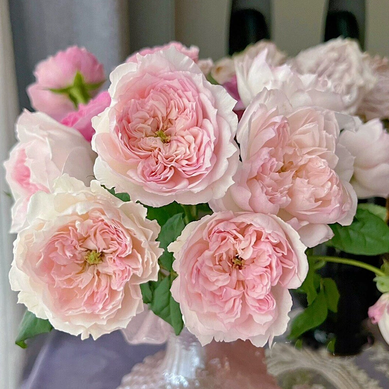 Дропшиппинг, танец бабочки, роза, рассада цветов в горшках, балкон, четыре сезона, роза, двор, зеленые растения, ароматные цветы