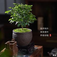 小叶紫檀老桩室内盆景客厅办公室桌面四季常青好养黑骨茶盆栽绿植
