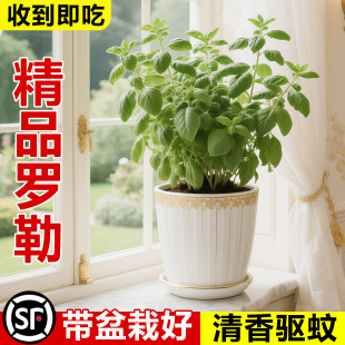 �Ō������Կ�ʳ���_���籡�����ֲ���҃�ͥԺ�𲻓Q�Ե����ϾGֲ