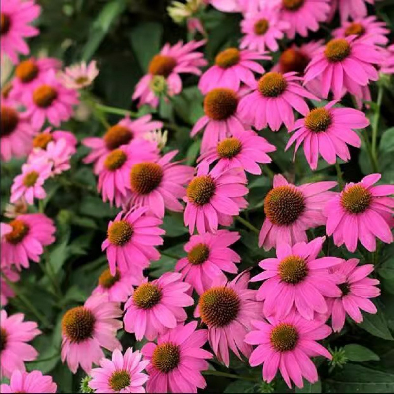 Semillas de flores, semillas de flores.