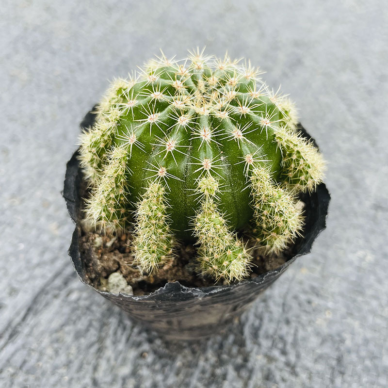 Caicao 3-4cm (벗은 뿌리와 함께 배송)