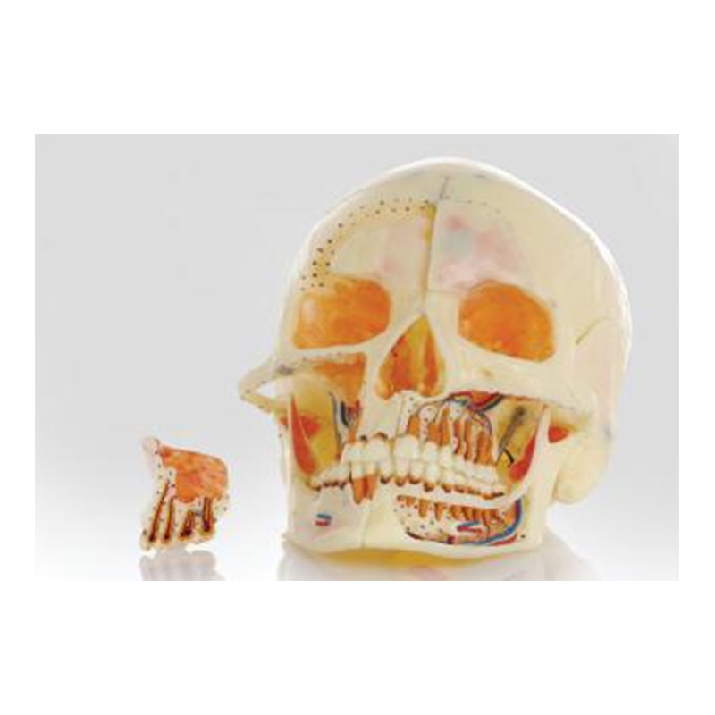 Modelo de simulación dental simple de modelo de práctica de enseñanza oral tipo reposacabezas modelo de cabeza simple de sujeción de mesa modelo de simulación de cabeza image 9